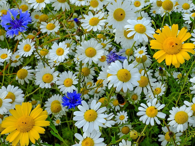 Flowers Cornflowers Daisies Mature Meadow Hd Wallpaper Peakpx