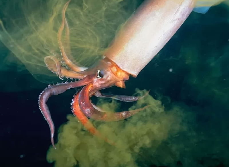 Humboldt squid, Mollusks, Zoology, Dosidicus gigas, Marine Animals, HD wallpaper