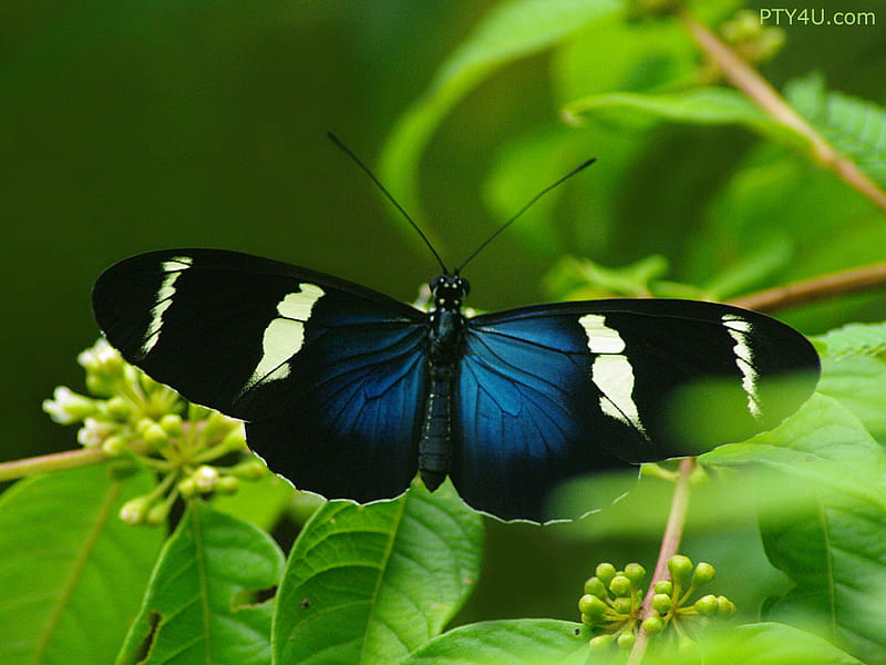 Blue-Butterfly, moth, butterfly, plant, bugs, nature, blue, HD wallpaper