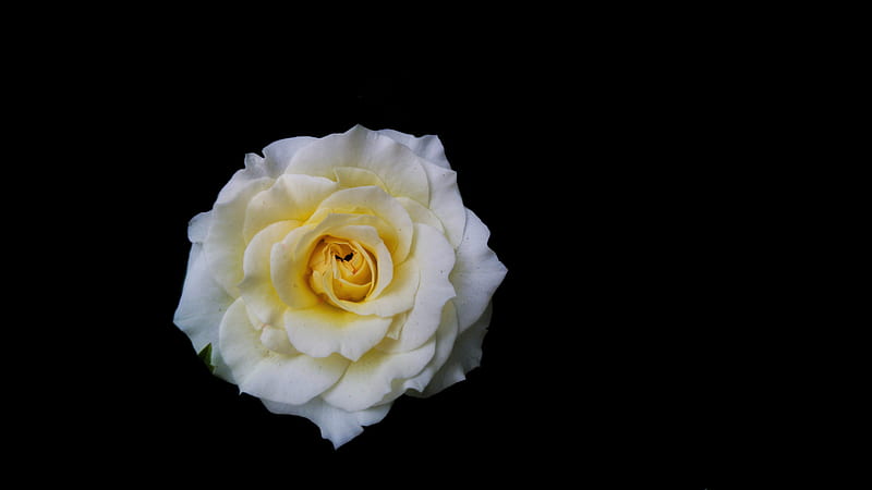 Macro graphy of blooming white and yellow rose flower, HD wallpaper