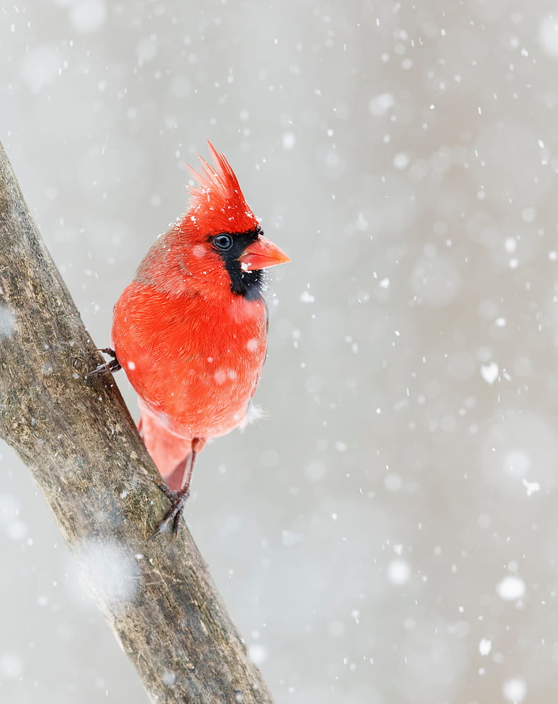 northern cardinal, bird, red, snow, HD phone wallpaper