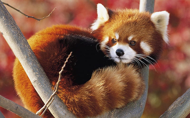 Prince of Kobe City Zoo - Red Panda, HD wallpaper