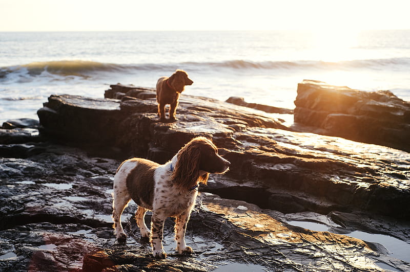 Dogs, English Springer Spaniel, HD wallpaper