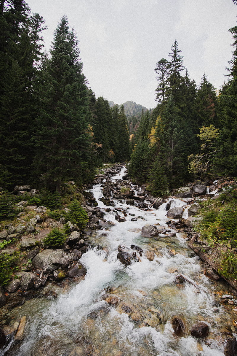 spruce, river, stones, stream, nature, HD phone wallpaper