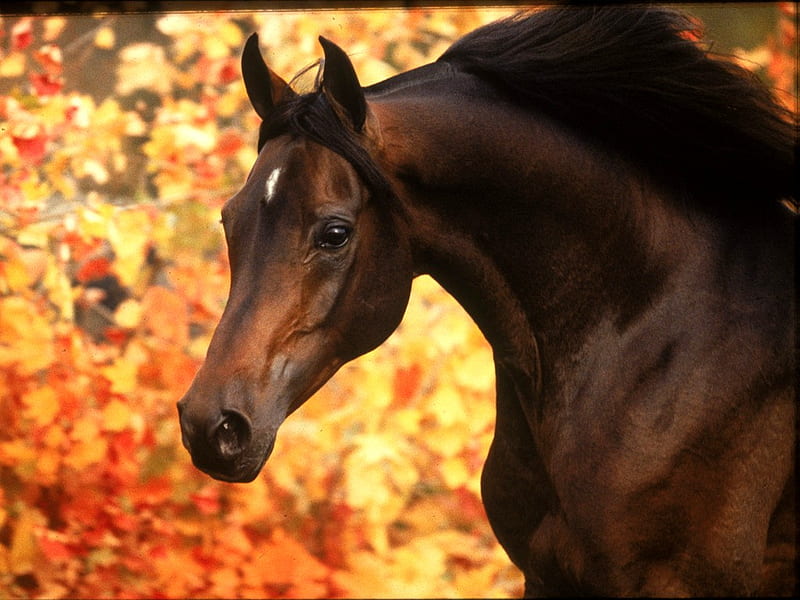 Going With The Flow, autum, leaves, oriental, robert vavra, bay, horses, arabian, HD wallpaper