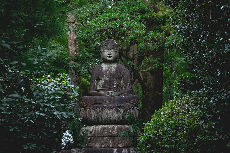 Buddha statue near trees, HD wallpaper