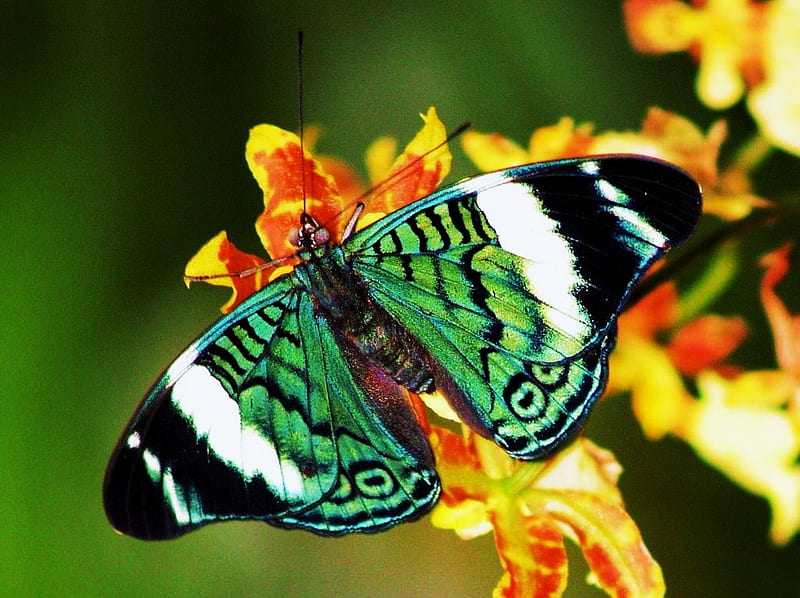 Emerald winged beauty, gold flowers, green black and white, butterfly, stripes spots, HD wallpaper