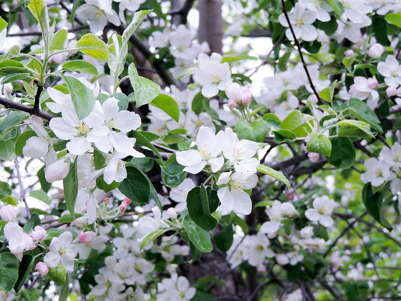 Apple Blossom Tree, Apple Blossoms, Nature, Spring, Flowers, Tree, graphy, HD wallpaper