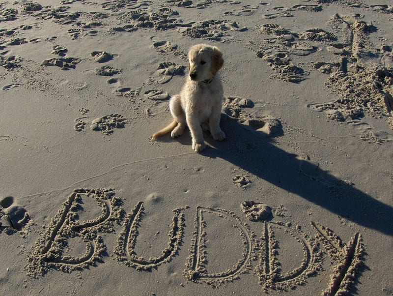 Our dog at the beach, buddy, golden, dog, HD wallpaper