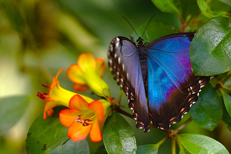 morpho, butterfly, macro, blue, HD wallpaper