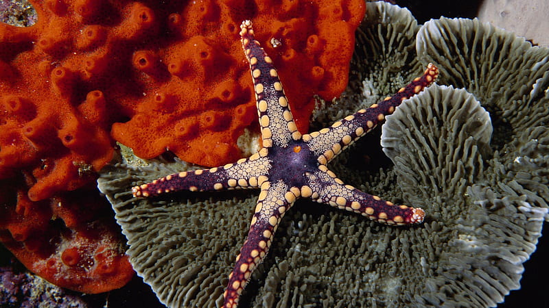 coral reef starfish, coral, reef, marine, starfish, HD wallpaper