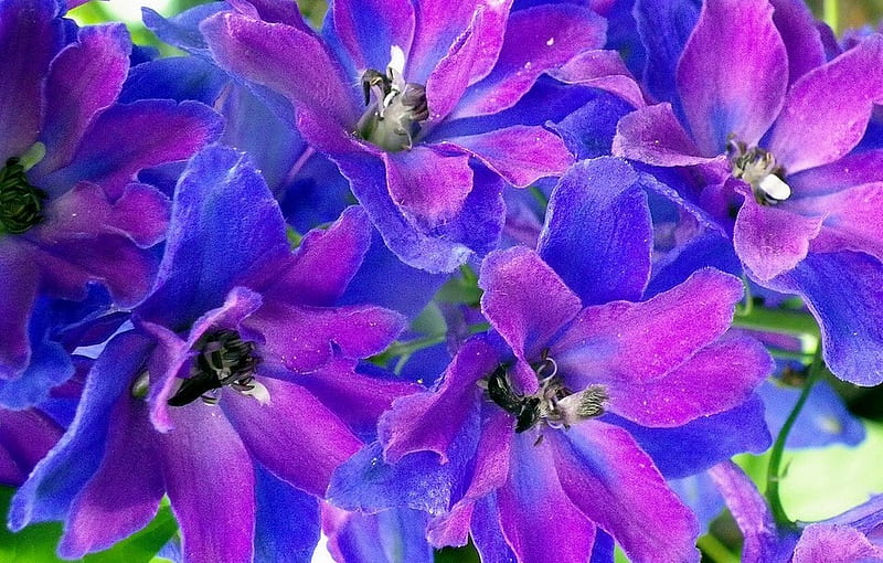 Colorful delphinium, colorful, flowers, pink, delphinium, blue, HD wallpaper
