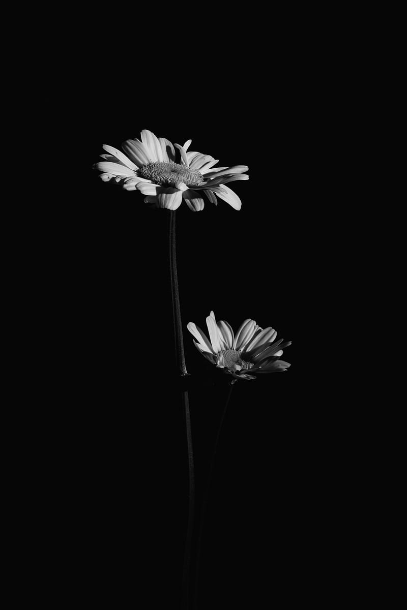 flowers, petals, black and white, black, HD phone wallpaper