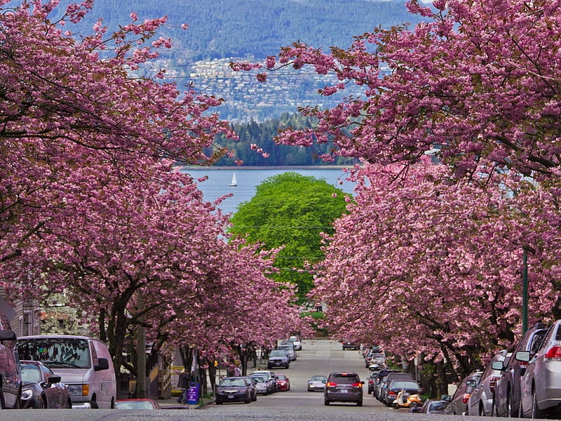 Vancouver Cherry Blossom Festival, washington dc, carros, city, strees, spring, trees, blooming, HD wallpaper