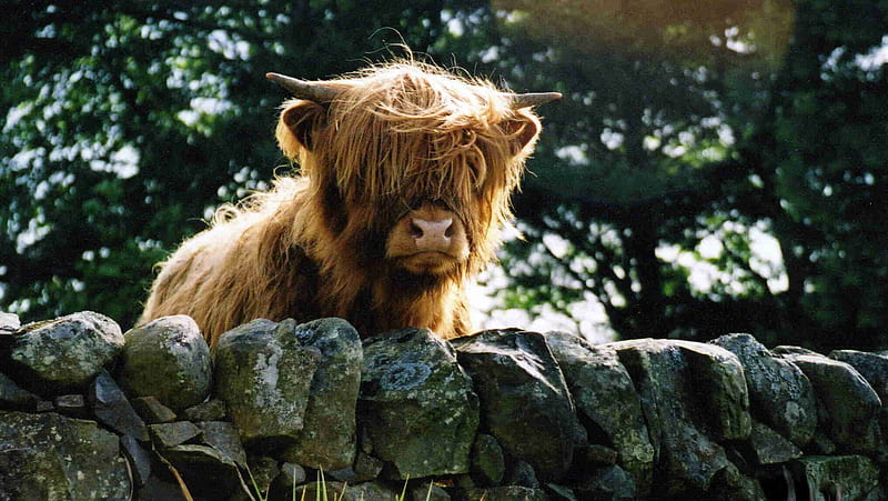 Cute Highland Calf, cow, wall, cattle, horns, HD wallpaper