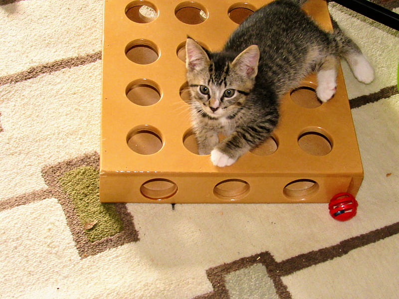 Kitten playing, brown, cat, play, stripe, striped, stripes, toy, toys