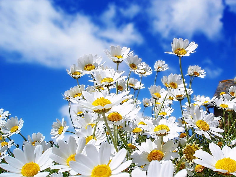 beautiful summer flowers, pretty, beutiful, sky, cute, flower, daisy, blue, HD wallpaper