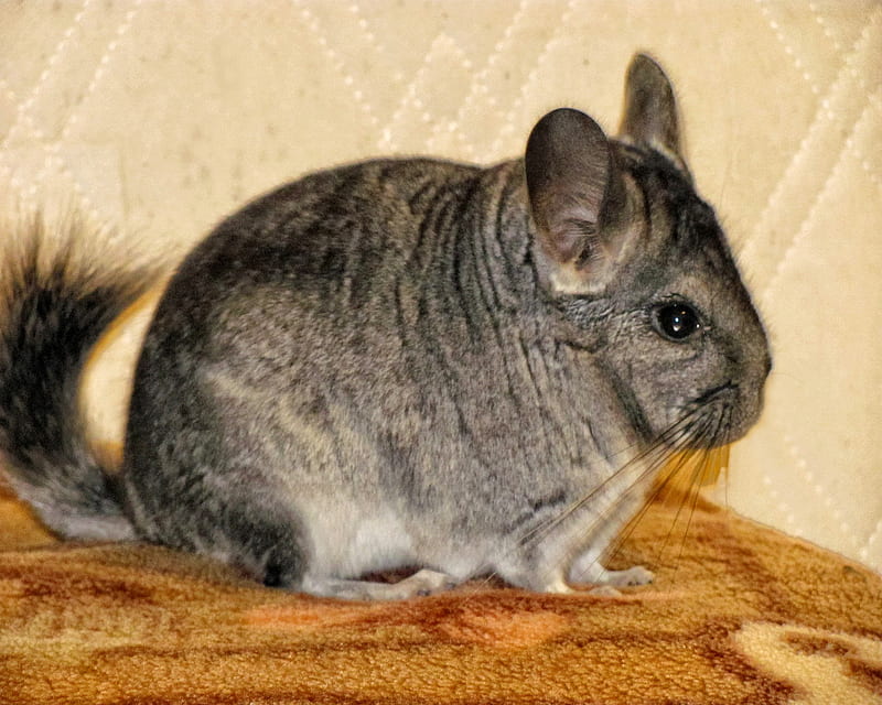 Chinchilla wallpapers APK for Android Download