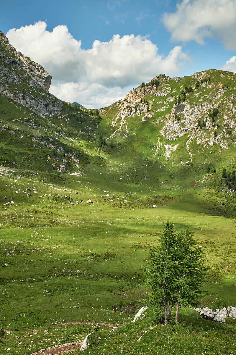 mountains, peaks, rocks, spruce, grass, HD phone wallpaper