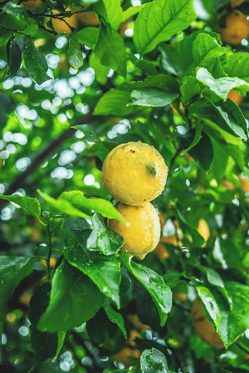 lemons, fruit, citrus, wet, yellow, branch, HD phone wallpaper