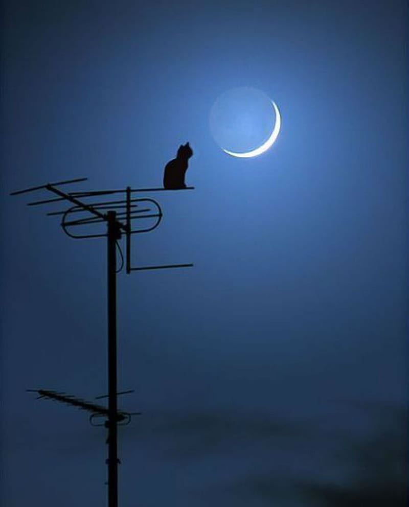Kitty cat, kitten, telephone pole, moon, crescent, night, blue, silhouette, HD phone wallpaper