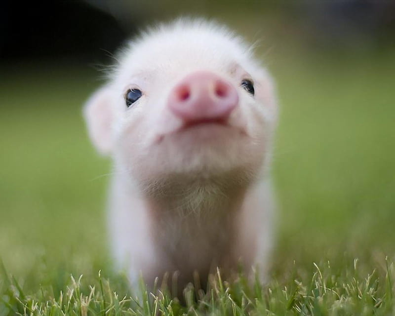 Little Piglet, nose, pig, grass, nature, eyes, small, pink, animals, HD wallpaper