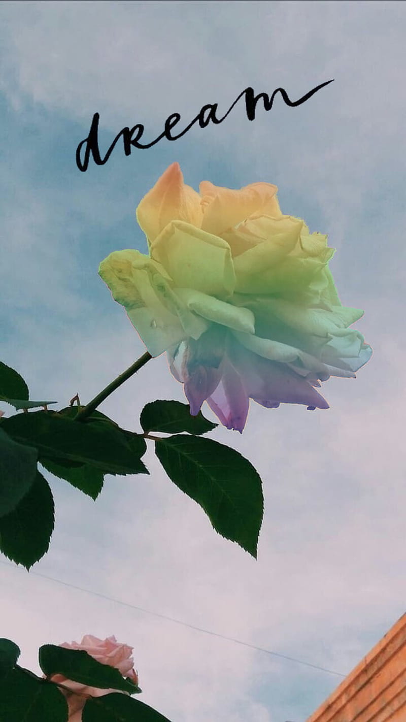 Aesthetic flower, aesthetic, dream, flower, flowers, lgbt, sky, wallper, HD  phone wallpaper | Peakpx