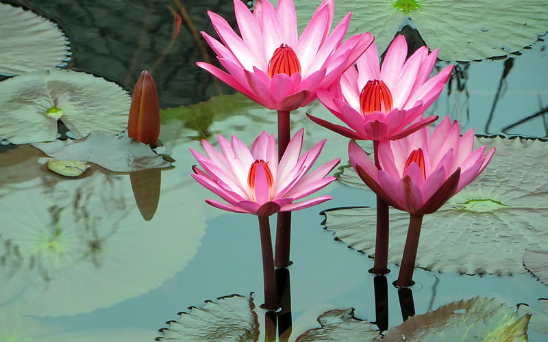 Water lilies, lotus, water, blue, flower, lily, pink, HD wallpaper