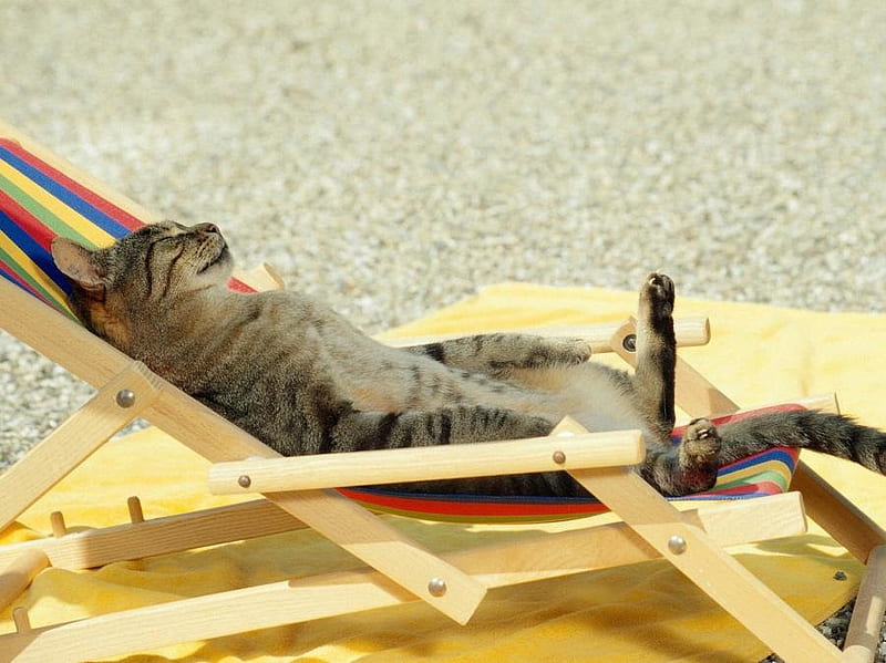 Relax, feline, whiskers, cat, deck-chair, fur, animal, HD wallpaper