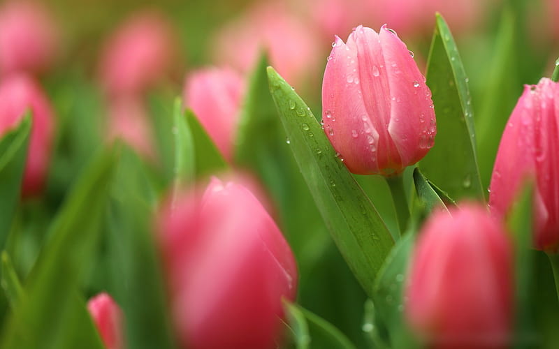 pink tulips, dew, bokeh, water drops, spring, HD wallpaper