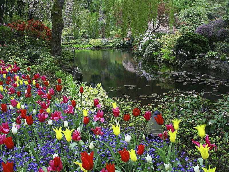 Spring Flowers, river, tulips, trees, colors, garden, blossoms, HD wallpaper