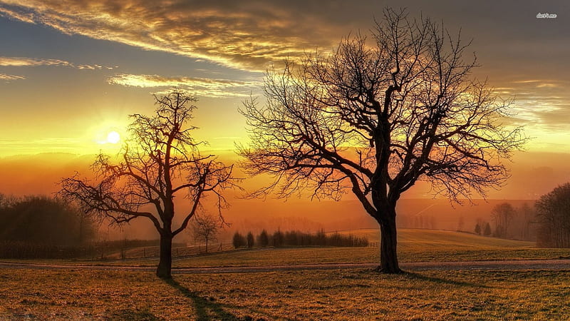late autumn sunset, sunset, tree, autumn, field, HD wallpaper