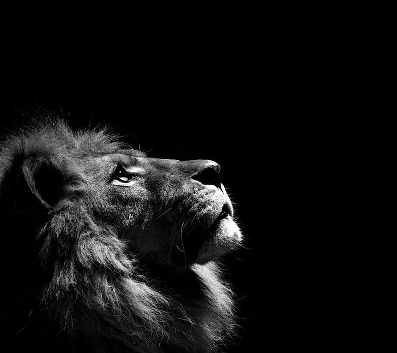 King of the jungle, animal, lion, HD wallpaper