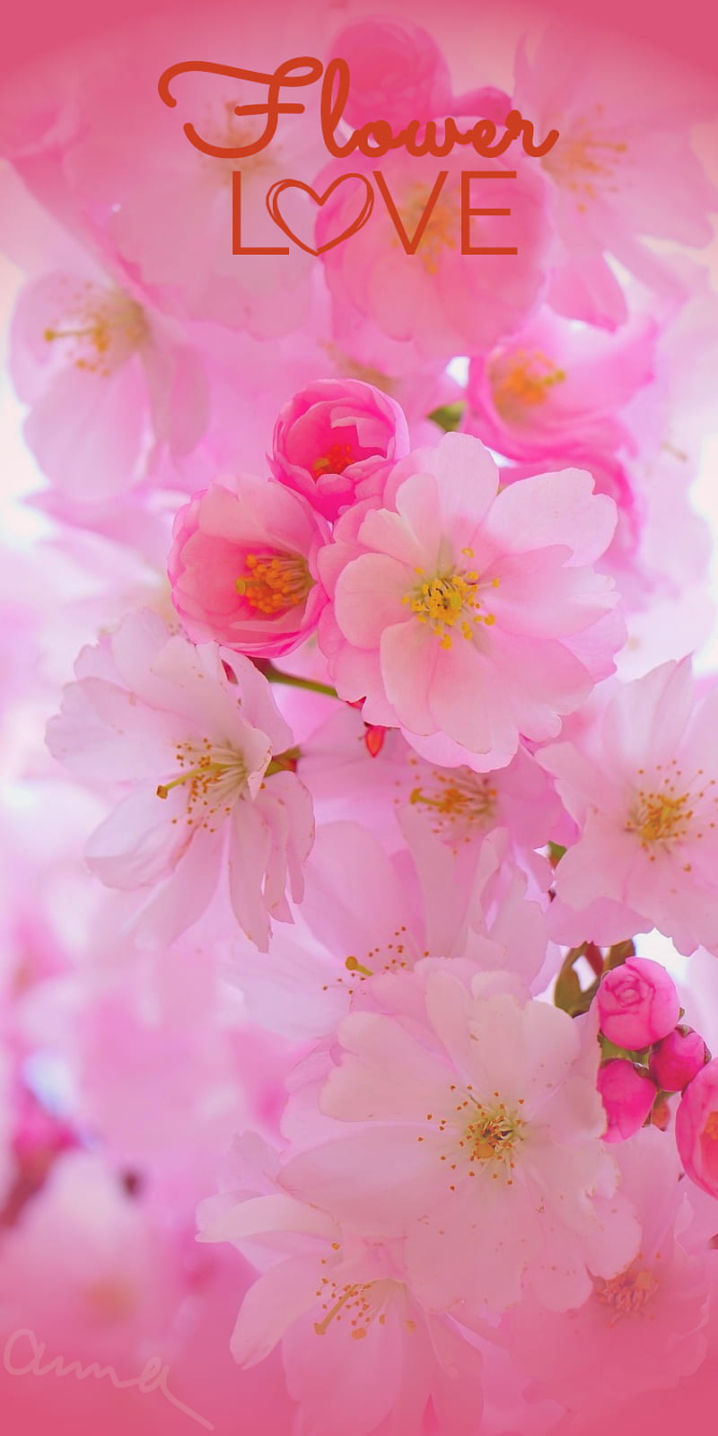 Flower love, flower, flowers, i love you, japanese, love, love flowers, neon, pink, HD phone wallpaper