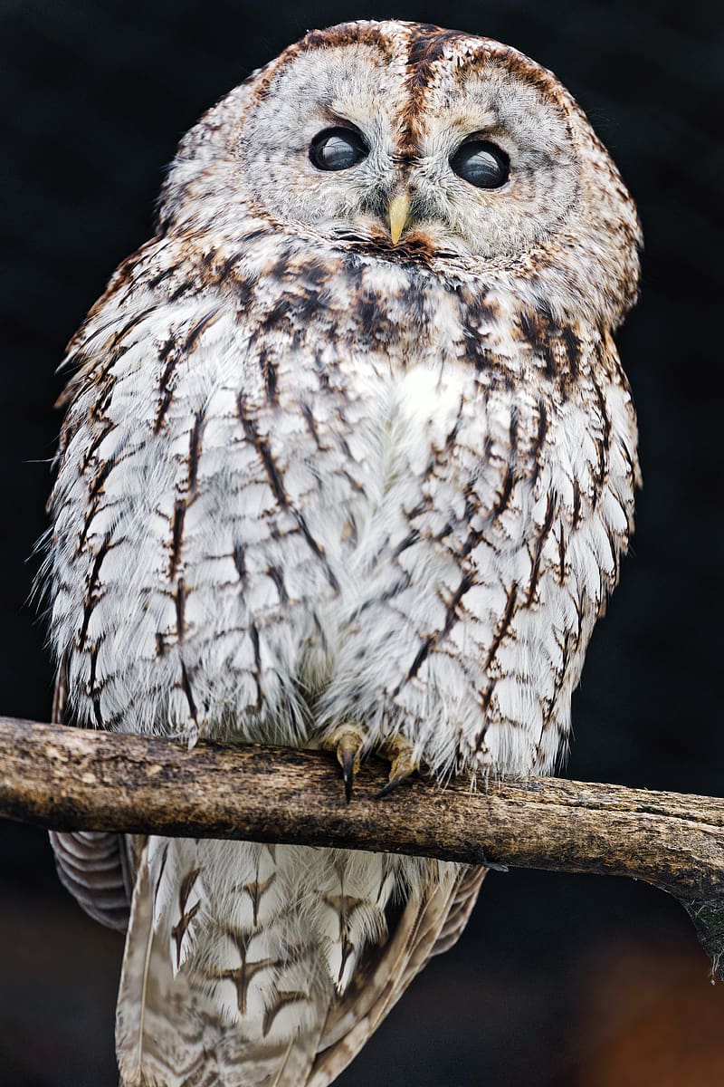 tawny owl, owl, bird, wildlife, HD phone wallpaper
