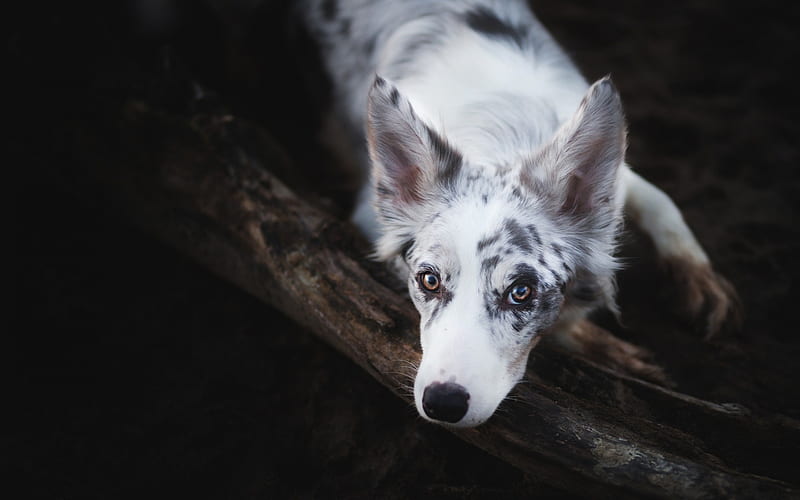 white dog with black spots, Aussie, Australian Shepherd, cute dog, pets, white Aussie, dogs, HD wallpaper