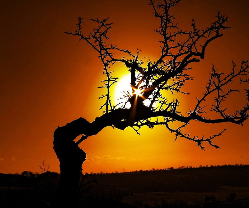 Lonely Tree, deadwood, nature , sun, sunset, HD wallpaper