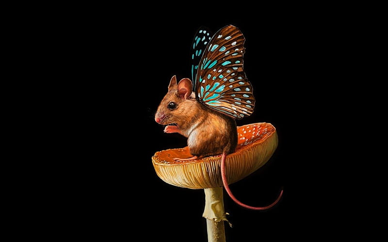 Fairy-mouse, wings, orange, mushroom, black, animal, cute, butterfly, mouse, funny, rodent, HD wallpaper