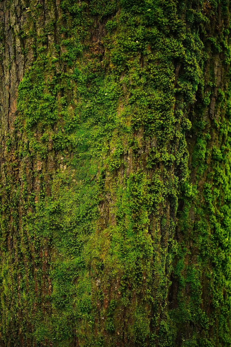 tree, bark, moss, texture, HD phone wallpaper