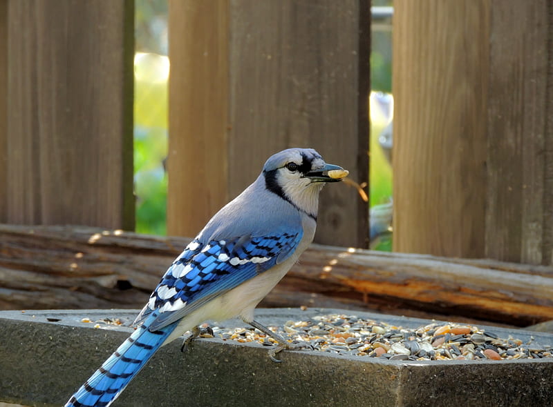 Blue Jay And His Peanut, Seeds, Feeder, Blue Jay, Peanut, graphy, Bird, HD wallpaper