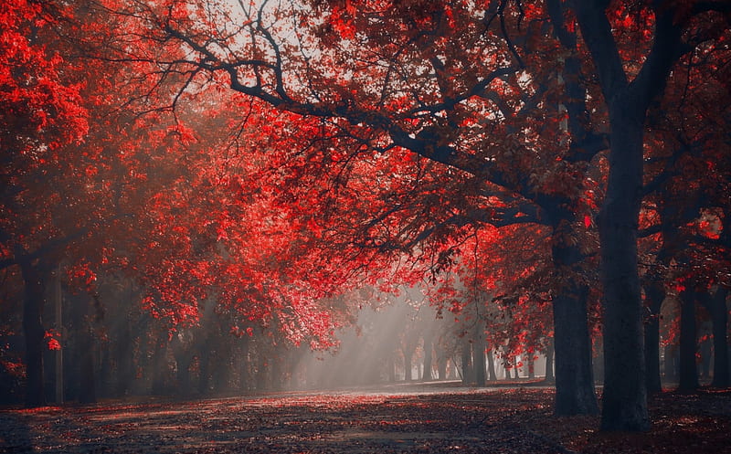 Wake-up Light, red, autumn, lovely, morning view, sunbeams, bonito, park, trees, leaves, calm, HD wallpaper
