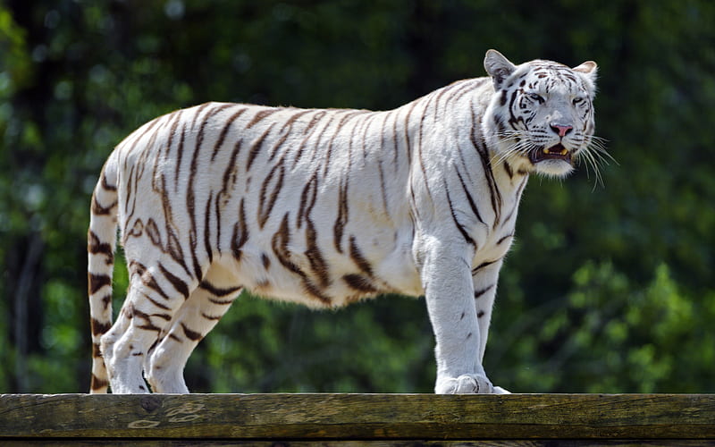 white tiger, Bengal tiger, predator, wild animals, tigers, HD wallpaper