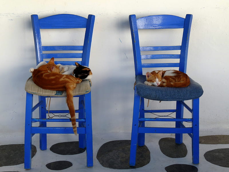 Resting....like only cats know how :), chairs, chair, cat, sleeping, cats, HD wallpaper