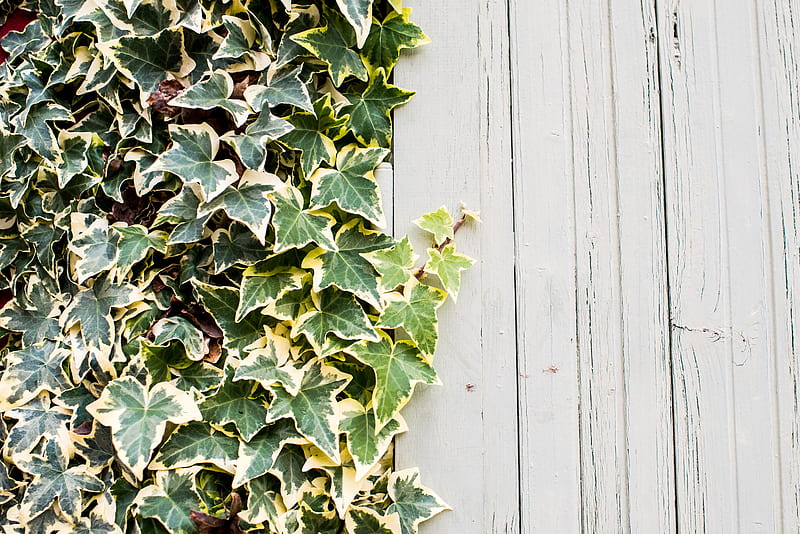 green leafy plant, HD wallpaper