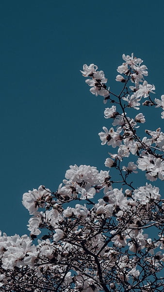 Blue aesthetic, flowers, HD phone wallpaper | Peakpx