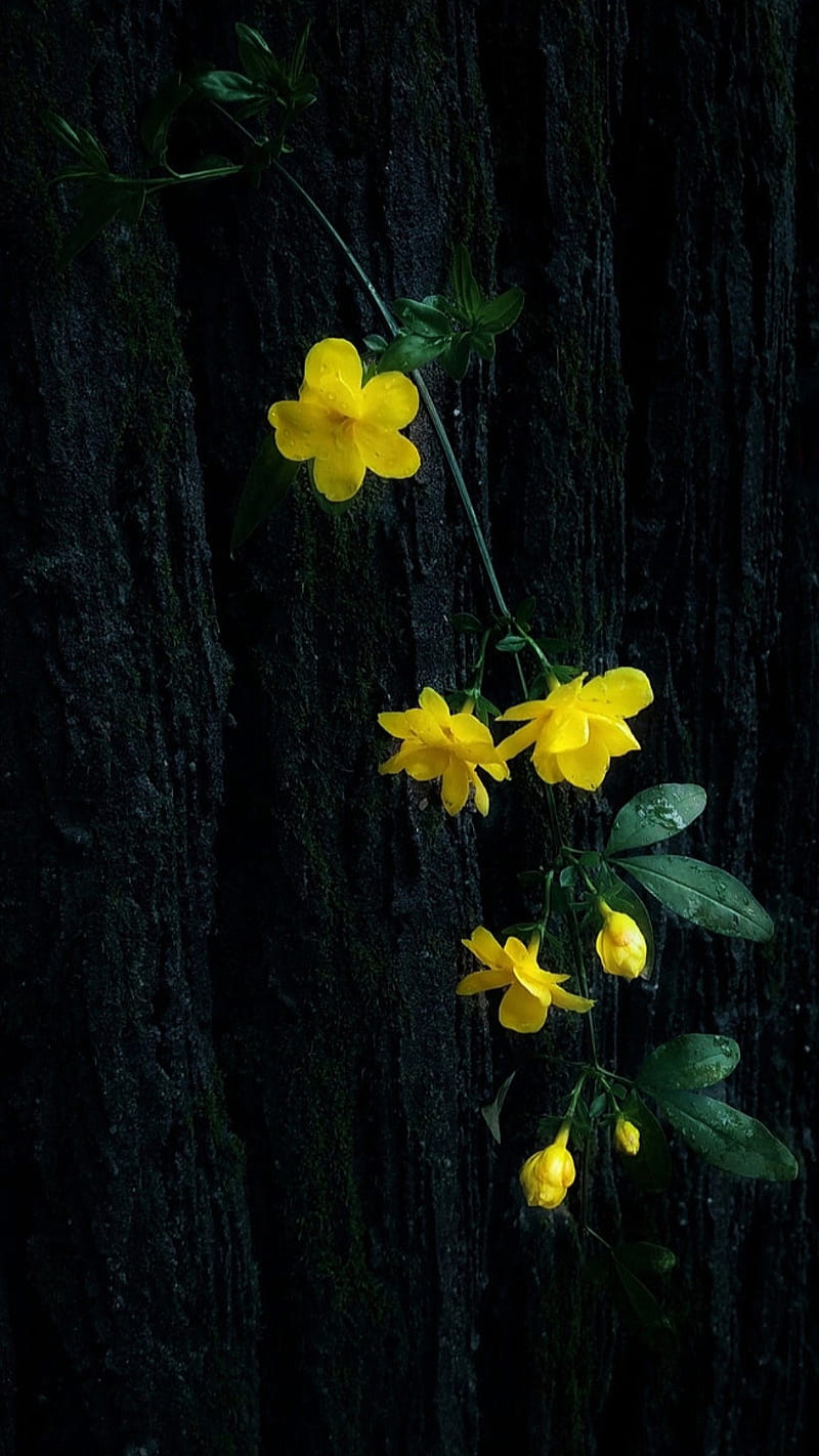 Hanged flowers, dark, green leaves, nature, yellow, yellow flowers, HD phone wallpaper