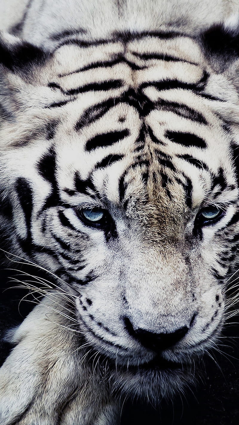 White Tiger , white tiger, animal, wild, HD phone wallpaper