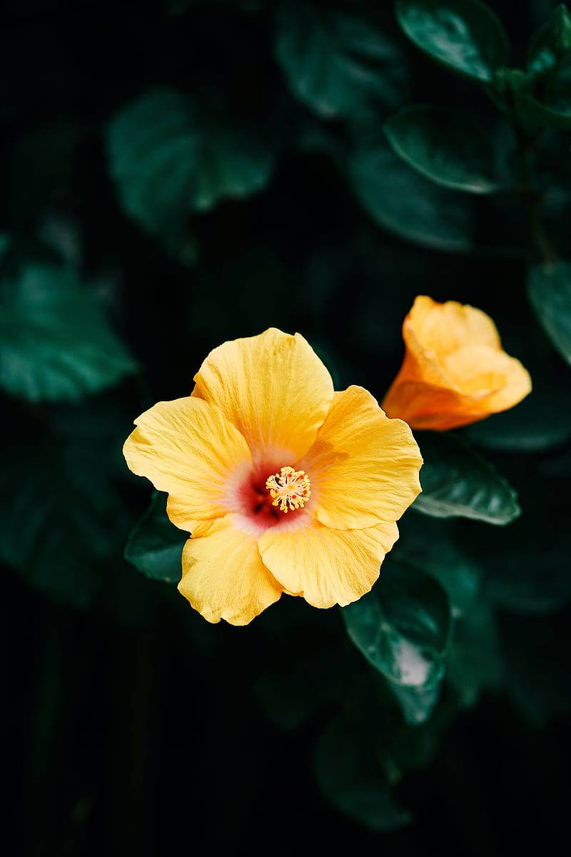 hibiscus, flower, yellow, bloom, plant, HD phone wallpaper