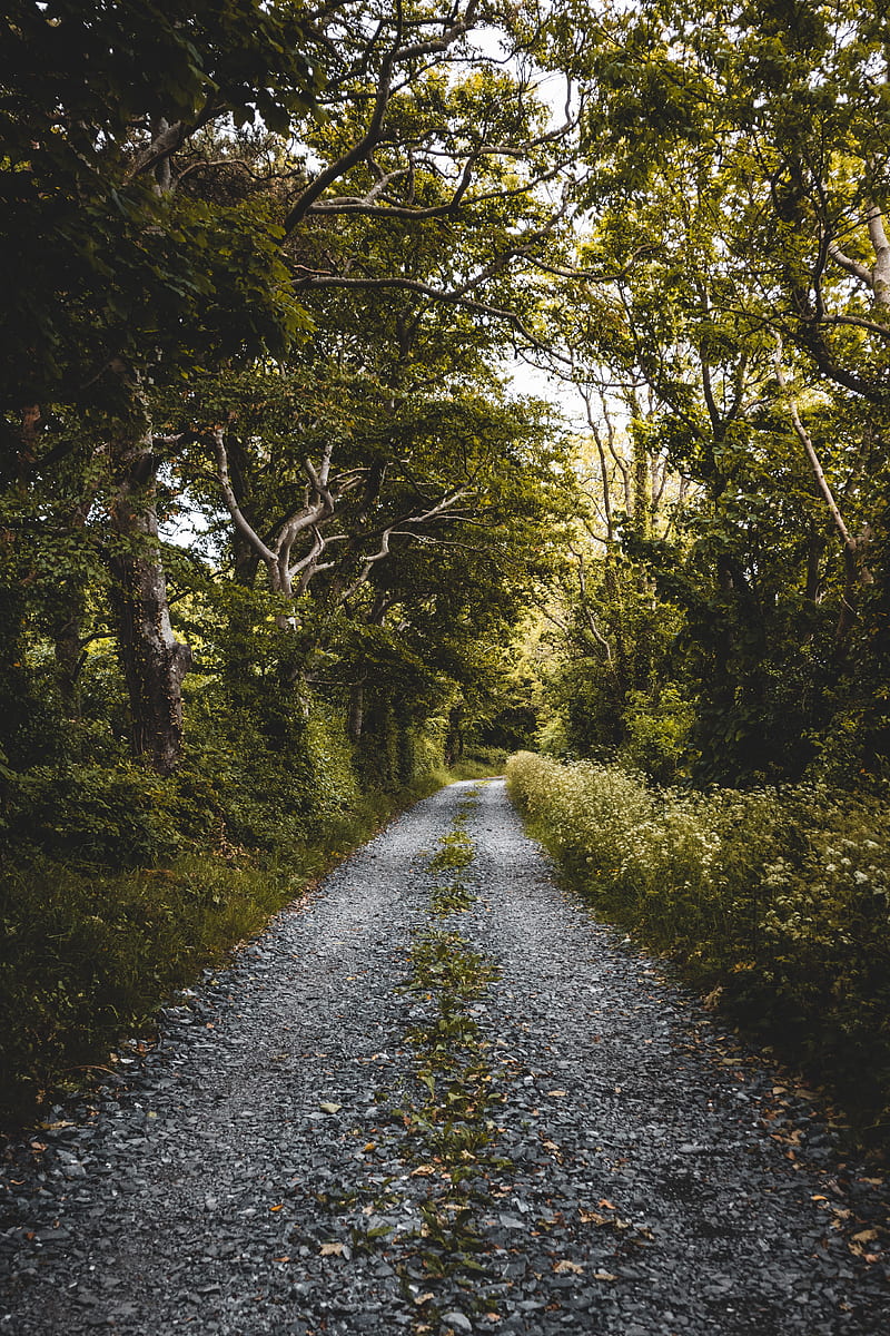 road, forest, trees, plants, HD phone wallpaper