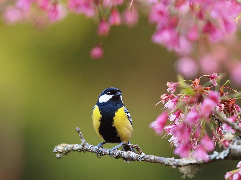 Spring, igoi, pasare, yellow, black, blue tit, branch, great tit, blossom, green, bird, pasari, flower, pitigoi, pink, HD wallpaper
